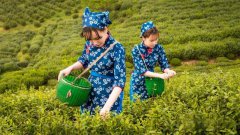 又是一年好春色，来饮江南“第一口鲜”！