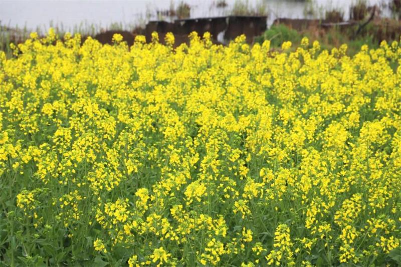 太湖油菜花