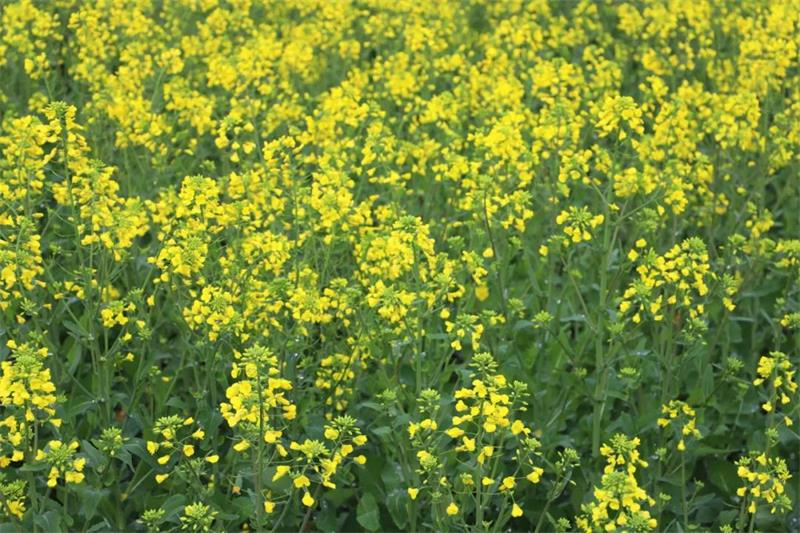 太湖西山油菜花