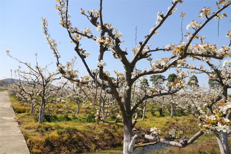 太湖梨花