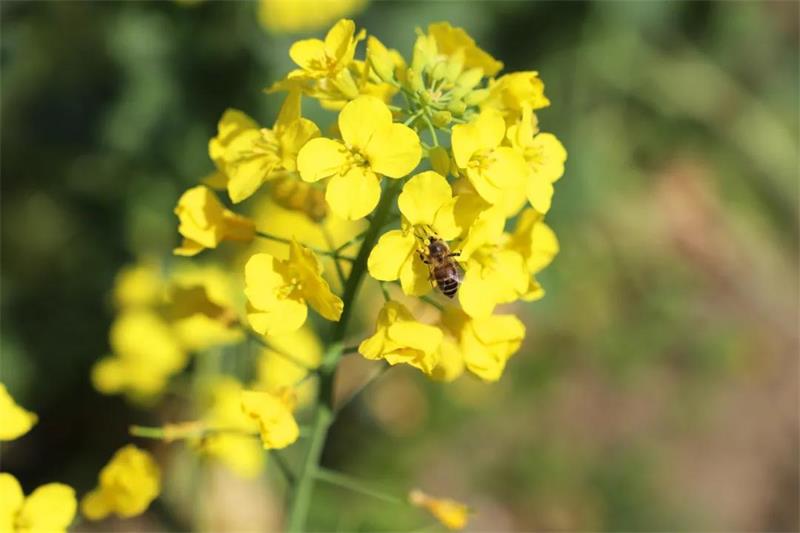 太湖西山旅游团建