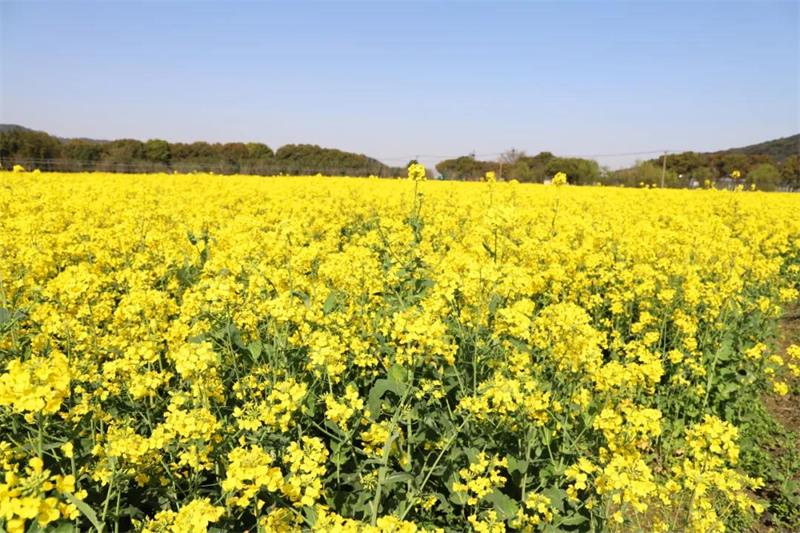 太湖油菜花