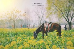 放飞自己丨清明小长假，来安住幸福，乐享好时